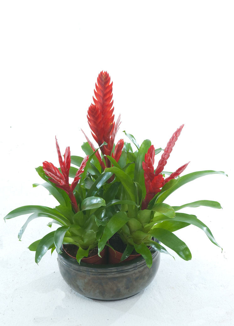 Vriesea Mixed PlantPeople CB |